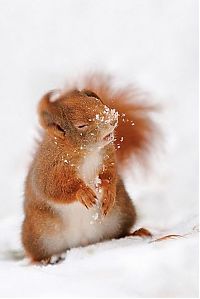 Fauna & Flora: squirrel in action