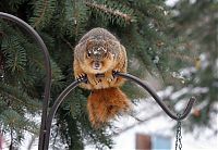 Fauna & Flora: squirrel in action