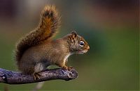 Fauna & Flora: squirrel in action