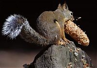 Fauna & Flora: squirrel in action