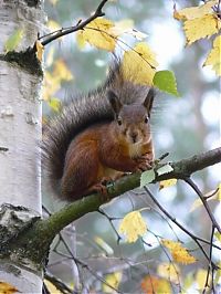 Fauna & Flora: squirrel in action