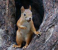 Fauna & Flora: squirrel in action