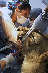 Fauna & Flora: tiger and lion dentistry