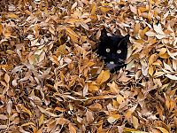 Fauna & Flora: autumn cat