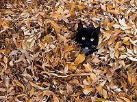 autumn cat