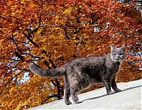 autumn cat