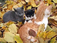 Fauna & Flora: autumn cat