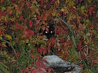 Fauna & Flora: autumn cat