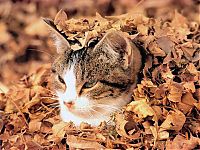 Fauna & Flora: autumn cat