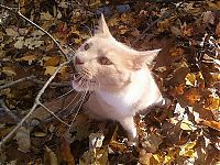 Fauna & Flora: autumn cat