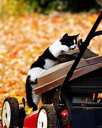 Fauna & Flora: autumn cat