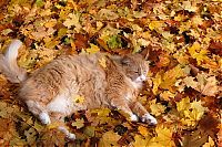 Fauna & Flora: autumn cat