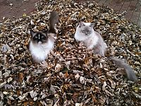 Fauna & Flora: autumn cat