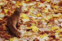 Fauna & Flora: autumn cat