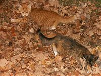 Fauna & Flora: autumn cat