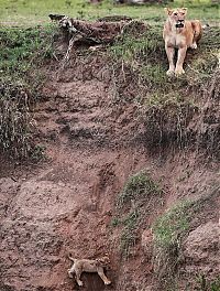 TopRq.com search results: lion cub saved by lioness