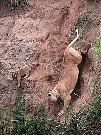Fauna & Flora: lion cub saved by lioness