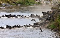 Fauna & Flora: Antelope saved from crocodiles by a hippopotamus, Kenya