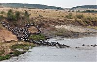 Fauna & Flora: Antelope saved from crocodiles by a hippopotamus, Kenya