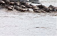 Fauna & Flora: Antelope saved from crocodiles by a hippopotamus, Kenya