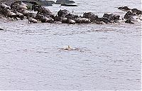 Fauna & Flora: Antelope saved from crocodiles by a hippopotamus, Kenya