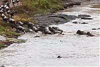 Fauna & Flora: Antelope saved from crocodiles by a hippopotamus, Kenya