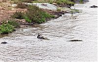 TopRq.com search results: Antelope saved from crocodiles by a hippopotamus, Kenya