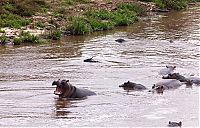 Fauna & Flora: Antelope saved from crocodiles by a hippopotamus, Kenya