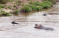 Fauna & Flora: Antelope saved from crocodiles by a hippopotamus, Kenya
