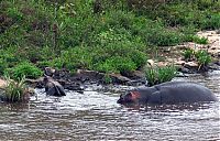 Fauna & Flora: Antelope saved from crocodiles by a hippopotamus, Kenya