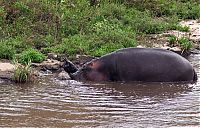 Fauna & Flora: Antelope saved from crocodiles by a hippopotamus, Kenya