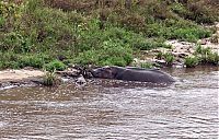 Fauna & Flora: Antelope saved from crocodiles by a hippopotamus, Kenya