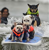 Fauna & Flora: surfing dog