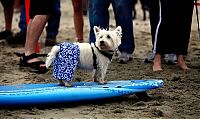 Fauna & Flora: surfing dog