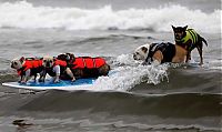 Fauna & Flora: surfing dog