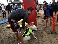 Fauna & Flora: surfing dog