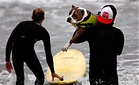 Fauna & Flora: surfing dog