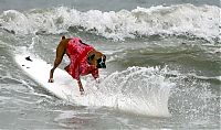 Fauna & Flora: surfing dog