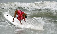 Fauna & Flora: surfing dog