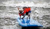 Fauna & Flora: surfing dog