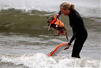 Fauna & Flora: surfing dog