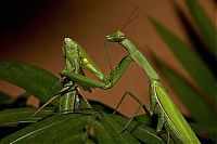 TopRq.com search results: female mantis kills her partner