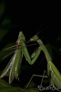 Fauna & Flora: female mantis kills her partner