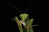 TopRq.com search results: female mantis kills her partner