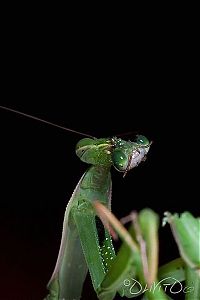 TopRq.com search results: female mantis kills her partner