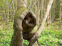 Fauna & Flora: trees around the world