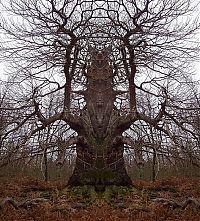Fauna & Flora: trees around the world