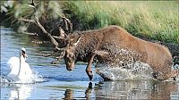 Fauna & Flora: deer against a swan