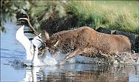 Fauna & Flora: deer against a swan