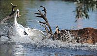 Fauna & Flora: deer against a swan